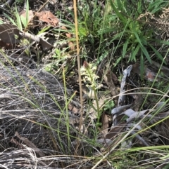 Stackhousia monogyna at Hackett, ACT - 28 Aug 2022