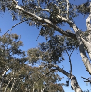 Eucalyptus rossii at Mount Majura - 28 Aug 2022 11:42 AM