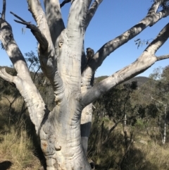 Eucalyptus rossii at Mount Majura - 28 Aug 2022 11:42 AM