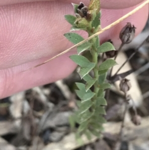 Pimelea curviflora at Hackett, ACT - 28 Aug 2022