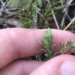 Pimelea curviflora at Hackett, ACT - 28 Aug 2022