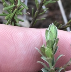 Pimelea curviflora at Hackett, ACT - 28 Aug 2022