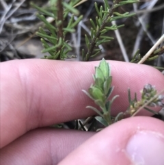 Pimelea curviflora at Hackett, ACT - 28 Aug 2022