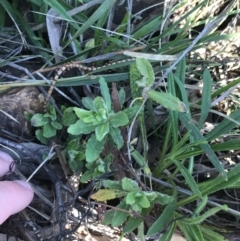 Wahlenbergia stricta subsp. stricta at Hackett, ACT - 28 Aug 2022 11:37 AM