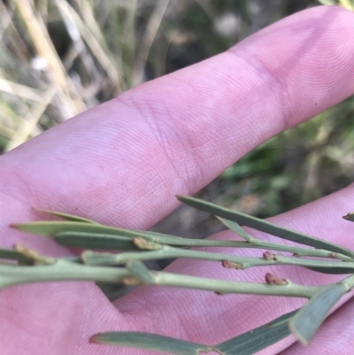 Daviesia leptophylla (Slender Bitter Pea) at Hackett, ACT - 28 Aug 2022 by Tapirlord