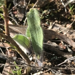 Caladenia actensis (Canberra Spider Orchid) at GG224 - 28 Aug 2022 by Tapirlord