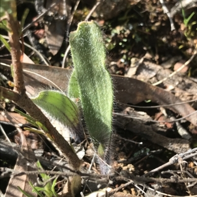 Caladenia actensis (Canberra Spider Orchid) at GG224 - 28 Aug 2022 by Tapirlord