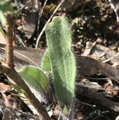 Caladenia actensis at suppressed - 28 Aug 2022