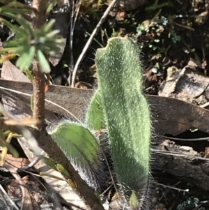 Caladenia actensis at suppressed - 28 Aug 2022