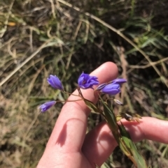 Stypandra glauca (Nodding Blue Lily) at Hackett, ACT - 28 Aug 2022 by Tapirlord