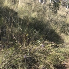 Stypandra glauca at Hackett, ACT - 28 Aug 2022 11:26 AM