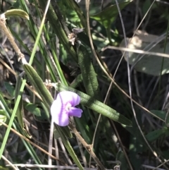 Hovea heterophylla (Common Hovea) at Hackett, ACT - 28 Aug 2022 by Tapirlord