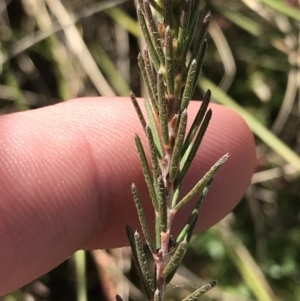 Dillwynia sericea at Hackett, ACT - 28 Aug 2022