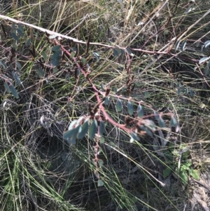 Indigofera australis subsp. australis at Hackett, ACT - 28 Aug 2022