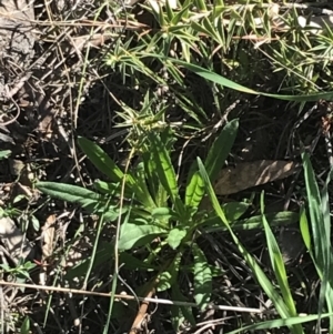 Xerochrysum viscosum at Hackett, ACT - 28 Aug 2022