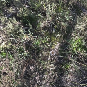 Xerochrysum viscosum at Hackett, ACT - 28 Aug 2022