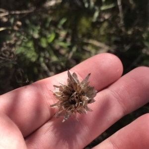 Xerochrysum viscosum at Hackett, ACT - 28 Aug 2022 11:22 AM