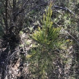 Exocarpos cupressiformis at Hackett, ACT - 28 Aug 2022 11:22 AM