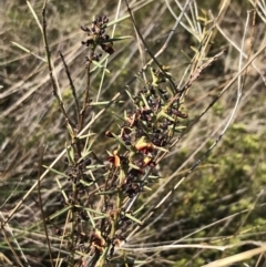 Daviesia genistifolia (Broom Bitter Pea) at Hackett, ACT - 28 Aug 2022 by Tapirlord