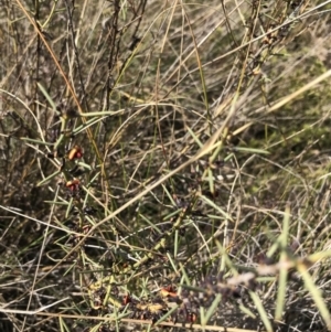 Daviesia genistifolia at Hackett, ACT - 28 Aug 2022