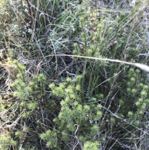 Pultenaea subspicata at Hackett, ACT - 28 Aug 2022 11:20 AM