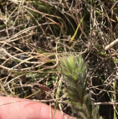 Pultenaea subspicata at Hackett, ACT - 28 Aug 2022 11:20 AM