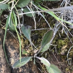 Goodenia hederacea subsp. hederacea at Hackett, ACT - 28 Aug 2022