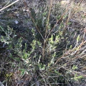 Melichrus urceolatus at Hackett, ACT - 28 Aug 2022