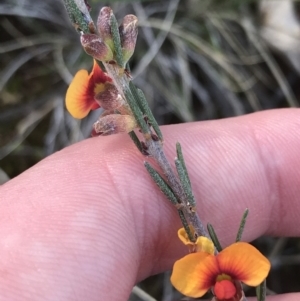 Dillwynia sericea at Hackett, ACT - 28 Aug 2022 11:19 AM