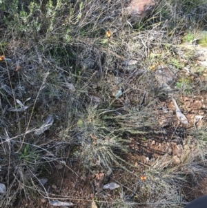 Dillwynia sericea at Hackett, ACT - 28 Aug 2022 11:19 AM