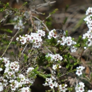 Lipotriches (Austronomia) australica at Paddys River, ACT - 3 Oct 2022