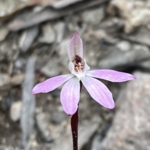 Caladenia fuscata at Fadden, ACT - 3 Oct 2022