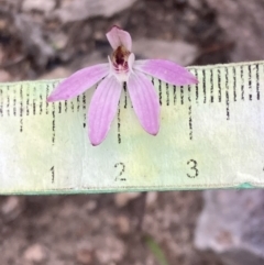 Caladenia fuscata at Fadden, ACT - suppressed