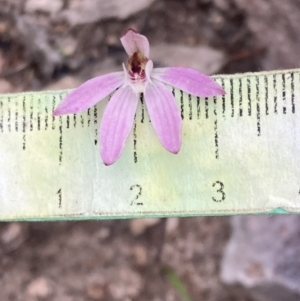 Caladenia fuscata at Fadden, ACT - 3 Oct 2022