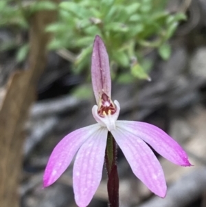 Caladenia fuscata at Fadden, ACT - 3 Oct 2022