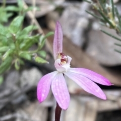 Caladenia fuscata at Fadden, ACT - 3 Oct 2022