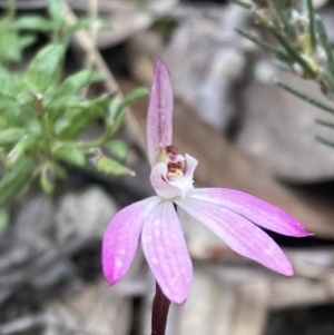 Caladenia fuscata at Fadden, ACT - suppressed