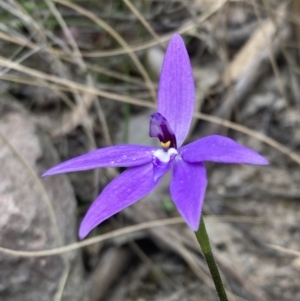 Glossodia major at Fadden, ACT - 3 Oct 2022