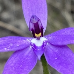 Glossodia major at Fadden, ACT - 3 Oct 2022