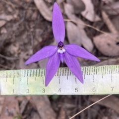 Glossodia major at Fadden, ACT - 3 Oct 2022