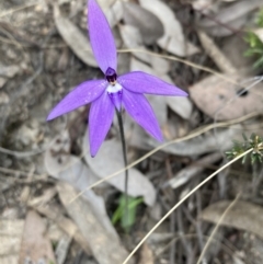 Glossodia major at Fadden, ACT - 3 Oct 2022