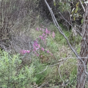 Indigofera australis subsp. australis at Bruce, ACT - 3 Oct 2022