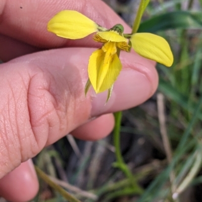 Diuris chryseopsis (Golden Moth) at Killawarra, VIC - 2 Oct 2022 by Darcy