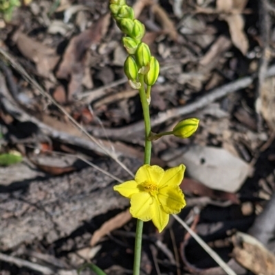 Bulbine bulbosa (Golden Lily) at Killawarra, VIC - 2 Oct 2022 by Darcy