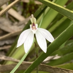 Caladenia fuscata at Fadden, ACT - suppressed