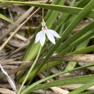 Caladenia fuscata at Fadden, ACT - suppressed