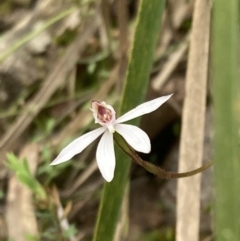 Caladenia fuscata at Fadden, ACT - suppressed