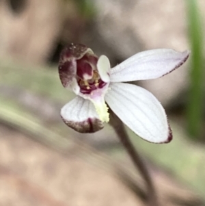 Caladenia fuscata at Fadden, ACT - suppressed