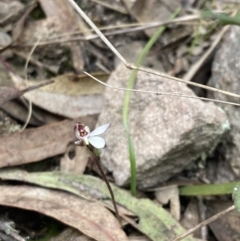 Caladenia fuscata at Fadden, ACT - suppressed