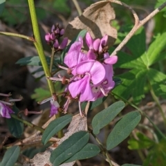 Indigofera australis subsp. australis (Australian Indigo) at Killawarra, VIC - 2 Oct 2022 by Darcy